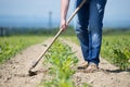 Hoeing corn field Royalty Free Stock Photo