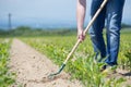 Hoeing corn field Royalty Free Stock Photo