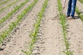 Hoeing corn field Royalty Free Stock Photo