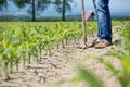 Hoeing corn field Royalty Free Stock Photo