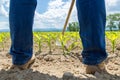 Hoeing corn field Royalty Free Stock Photo