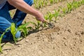 Hoeing corn field Royalty Free Stock Photo