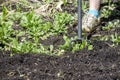 Hoeing in the garden Royalty Free Stock Photo