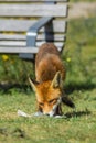 Wild urban fox scavenging Royalty Free Stock Photo