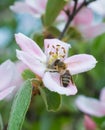 Hoeny bee on apple tree flower blossom Royalty Free Stock Photo