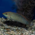 Juvenile / Female Hoeven`s Wrasse