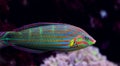 Hoeven`s Wrasse Halichoeres melanurus