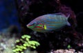 Hoeven`s Wrasse - Halichoeres melanurus