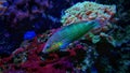 Hoeven`s Wrasse - Halichoeres melanurus