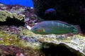 Hoeven`s Wrasse - Halichoeres melanurus