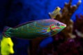 Hoeven`s Wrasse - Halichoeres melanurus