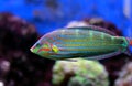 Hoeven`s Wrasse - Halichoeres melanurus