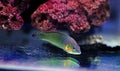 Hoevens Wrasse fish - Halichoeres melanurus