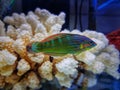 Hoevens Wrasse fish - Halichoeres melanurus