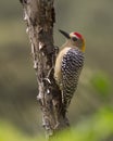 Hoffman's Woodpecker Male Royalty Free Stock Photo