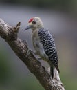 Hoffman's Woodpecker Male Royalty Free Stock Photo