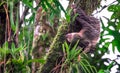 Hoffmann`s two-toed sloth Choloepus hoffmanni Royalty Free Stock Photo