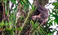 Hoffmann`s two-toed sloth Choloepus hoffmanni