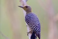 Hoffmann`s Woodpecker Female 841143