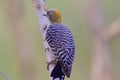 Hoffmann`s Woodpecker Female 841139