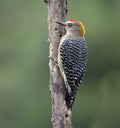 Hoffmann`s Woodpecker Melanerpes hoffmannii