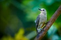 Hoffmann`s woodpecker Melanerpes hoffmannii. Female sitting on a branch. Woodpecker from Central America