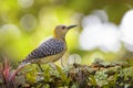 Hoffmann`s Woodpecker - Melanerpes hoffmannii