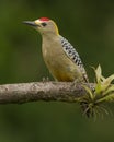 Hoffmann`s Woodpecker Melanerpes hoffmannii