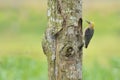 Hoffmann`s Woodpecker