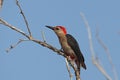 Hoffmann-specht, Golden-fronted Woodpecker, Melanerpes aurifrons Royalty Free Stock Photo