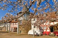 Hofheim, Germany - Blooming Japanese cherry blossom trees at old historic square with tower and city wall of Hofheim Royalty Free Stock Photo