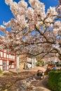 Hofheim, Germany - Blooming Japanese cherry blossom tree at historic square called Platz am Untertor Royalty Free Stock Photo