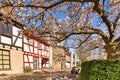Hofheim, Germany - March 2020: Blooming Japanese cherry blossom trees at old historic square with tower and city wall of Hofheim Royalty Free Stock Photo