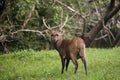 Hog Deer, axis porcinus, Male