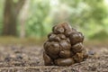 Hog deer feces. Royalty Free Stock Photo