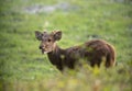 Hog deer feeding, Kaziranga National Park, Assam, india Royalty Free Stock Photo