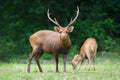 Hog deer on field, Phukhieo Wildlife Sanctuary