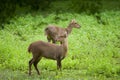 Hog deer free in the zoo Royalty Free Stock Photo