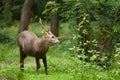 Hog deer free in the zoo Royalty Free Stock Photo