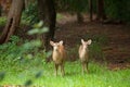 Hog deer free in the zoo Royalty Free Stock Photo