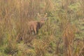 Hog deer on grassland of kaziranga in assam Royalty Free Stock Photo