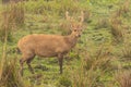 Hog deer on grassland of kaziranga in assam Royalty Free Stock Photo
