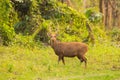 Hog deer on grassland of kaziranga in assam Royalty Free Stock Photo