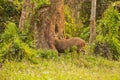 Hog deer on grassland of kaziranga in assam Royalty Free Stock Photo