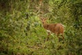 Hog deer on the grassland of Kaziranga in Assam Royalty Free Stock Photo