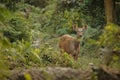Hog deer on the grassland of Kaziranga in Assam Royalty Free Stock Photo