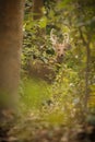 Hog deer on the grassland of Kaziranga in Assam Royalty Free Stock Photo