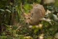 Hog deer on the grassland of Kaziranga in Assam Royalty Free Stock Photo