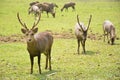 Hog Deer on green field