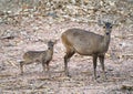 Hog deer Hyelaphus porcinus Royalty Free Stock Photo
